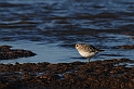 Grey plover - B